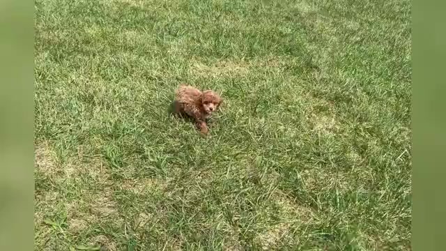 Video preview image #1 Poodle (Toy) Puppy For Sale in WARSAW, IN, USA