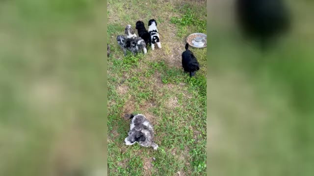 Video preview image #1 Poodle (Standard) Puppy For Sale in SAN ANTONIO, TX, USA