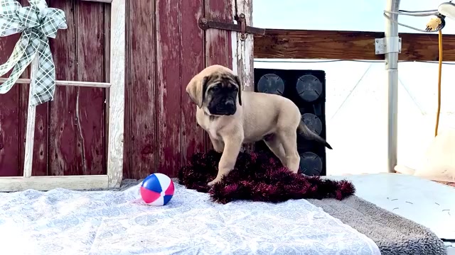 Video preview image #6 Mastiff Puppy For Sale in WAKARUSA, IN, USA