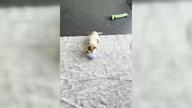 Video preview image #1 Dachshund Puppy For Sale in WARSAW, IN, USA