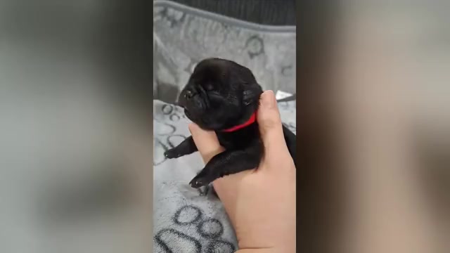 Video preview image #4 Pug Puppy For Sale in NEW BERN, NC, USA