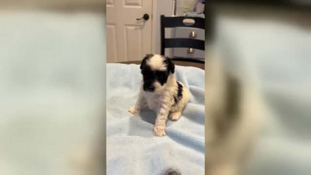 Video preview image #1 Schnoodle (Miniature) Puppy For Sale in MORENO VALLEY, CA, USA