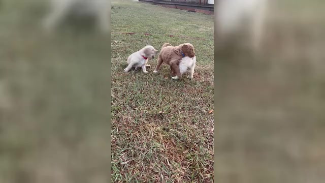 Video preview image #1 Goldendoodle Puppy For Sale in RED OAK, TX, USA