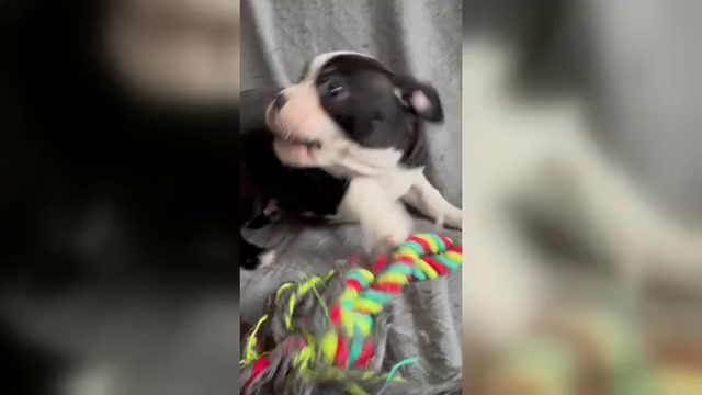Video preview image #4 Boston Terrier Puppy For Sale in BRIDGEWATER, NJ, USA