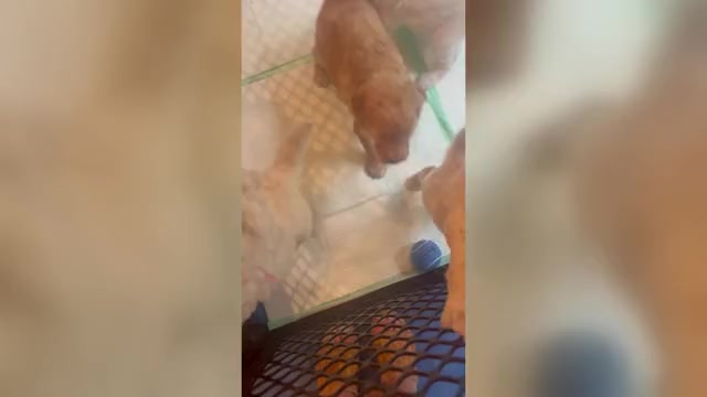 Video preview image #1 Goldendoodle mix (+ Poodle Standard) Puppy For Sale in HATTIESBURG, MS, USA