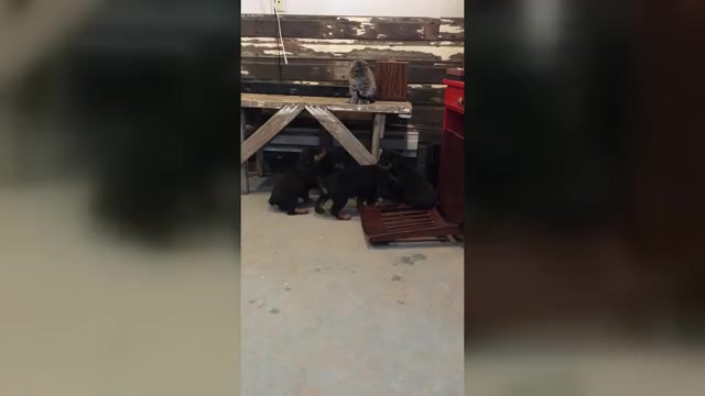 Video preview image #3  Breeder Profile in BRIGHTON, CO, USA