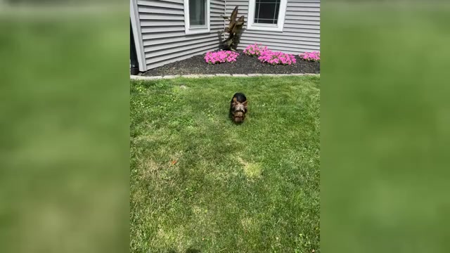 Video preview image #3 Yorkshire Terrier Puppy For Sale in NAPPANEE, IN, USA