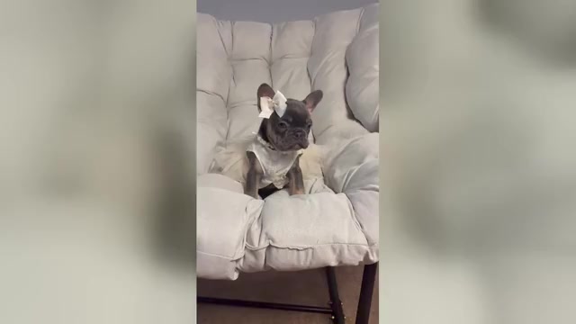 Video preview image #1 French Bulldog Puppy For Sale in MC GRAW, NY, USA