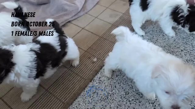 Video preview image #5 Havanese Puppy For Sale in GOSHEN, IN, USA