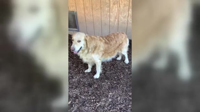 Video preview image #1 Golden Retriever Puppy For Sale in RILEYVILLE, VA, USA