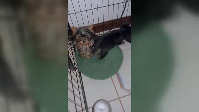 Video preview image #2 Yorkshire Terrier Puppy For Sale in BRIDGETON, NJ, USA