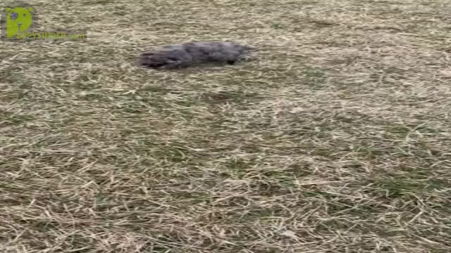 Video preview image #12 Poodle (Toy) Puppy For Sale in WARSAW, IN, USA