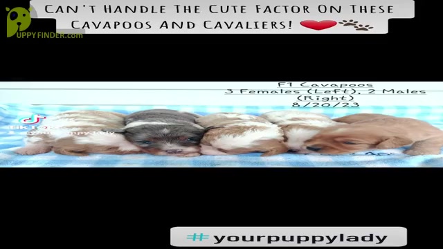 Video preview image #1 Cavapoo Puppy For Sale in TOPEKA, IN, USA