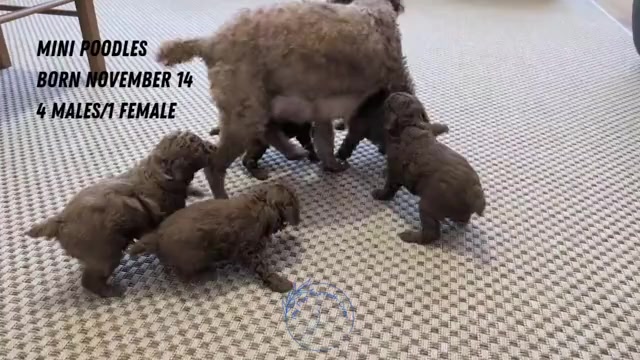 Video preview image #1 Poodle (Miniature) Puppy For Sale in GOSHEN, IN, USA