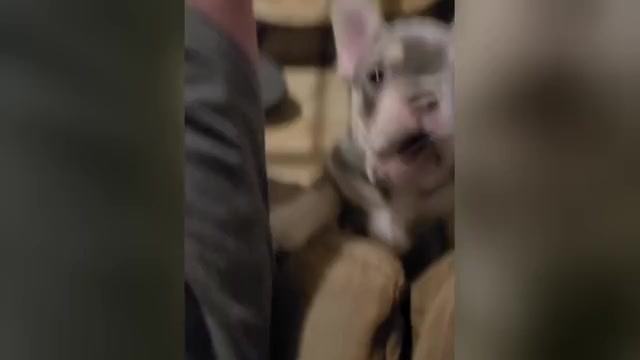Video preview image #1 French Bulldog Puppy For Sale in SAN ANTONIO, TX, USA