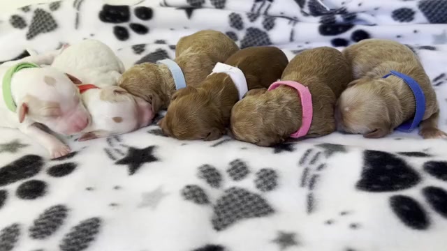 Video preview image #1 Goldendoodle Puppy For Sale in LAFAYETTE, LA, USA