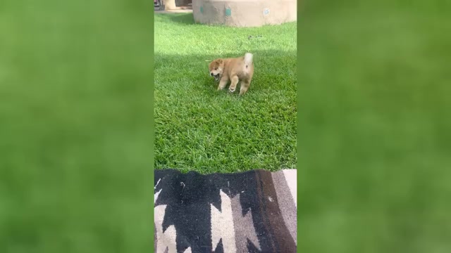 Video preview image #7 Shiba Inu Puppy For Sale in YUCCA VALLEY, CA, USA