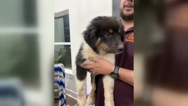 Video preview image #3 Australian Shepherd Puppy For Sale in TYLER, TX, USA