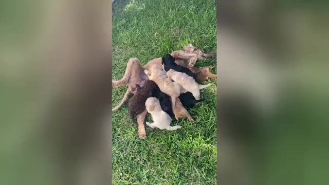 Video preview image #2 Goldendoodle Puppy For Sale in WINTER GARDEN, FL, USA