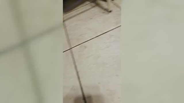 Video preview image #14 Pug Puppy For Sale in HILLSDALE, MI, USA