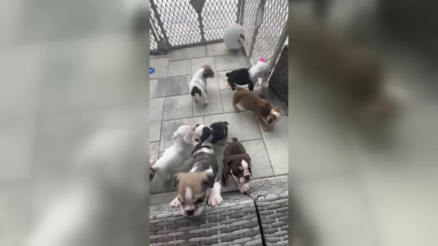 Video preview image #1 English Bulldog Puppy For Sale in WEEKI WACHEE, FL, USA