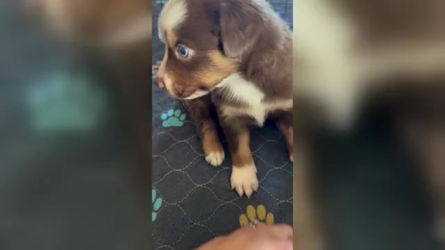 Video preview image #1 Miniature Australian Shepherd Puppy For Sale in BROOKER, FL, USA