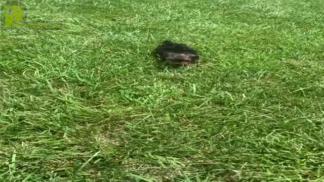 Video preview image #11 Morkie Puppy For Sale in WARSAW, IN, USA