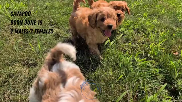 Video preview image #4 Cavapoo Puppy For Sale in GOSHEN, IN, USA