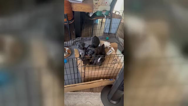 Video preview image #3 Mutt Puppy For Sale in ORANGE, CA, USA
