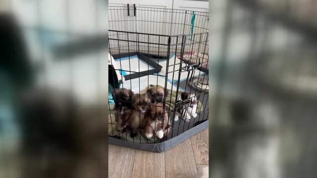 Video preview image #3 Shorkie Tzu Puppy For Sale in COLORADO SPRINGS, CO, USA