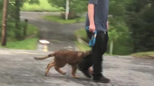 Video preview image #5 German Shepherd Dog Puppy For Sale in NEWVILLE, PA, USA