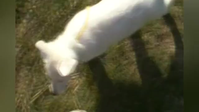 Video preview image #1 German Shepherd Dog Puppy For Sale in PIEDMONT, MO, USA