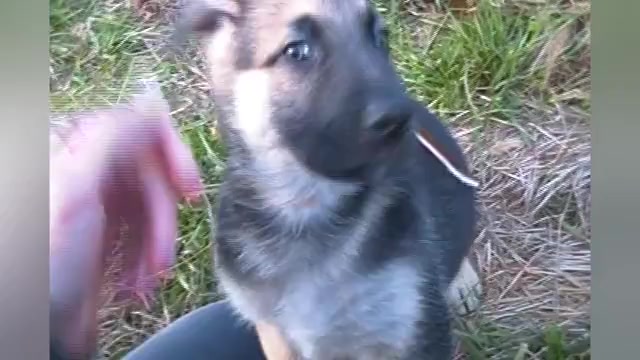 Video preview image #1 German Shepherd Dog Puppy For Sale in PIEDMONT, MO, USA