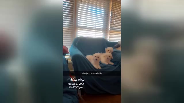 Video preview image #7 Maltipoo (Miniature) Puppy For Sale in HIGH POINT, NC, USA