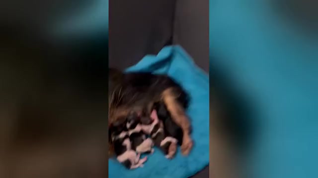 Video preview image #3 Yorkshire Terrier Puppy For Sale in MONROE, TN, USA