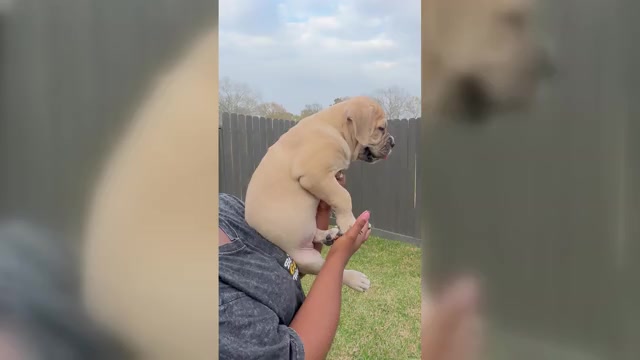 Video preview image #2 Cane Corso-Mastiff Mix Puppy For Sale in NEW CANEY, TX, USA