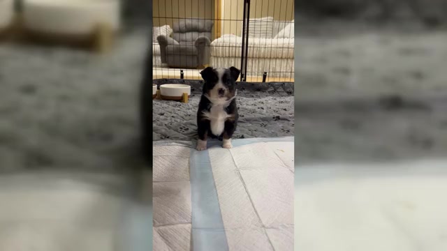 Video preview image #1 Miniature Australian Shepherd Puppy For Sale in BEAVERTON, MI, USA