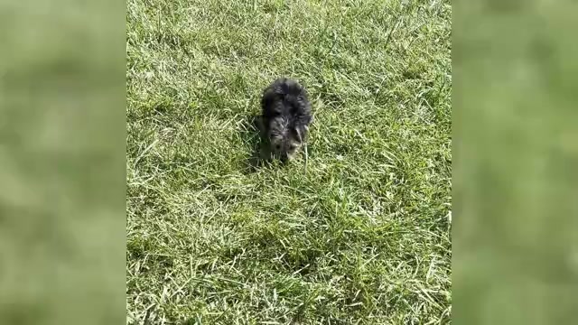 Video preview image #3 Yorkshire Terrier Puppy For Sale in WARSAW, IN, USA