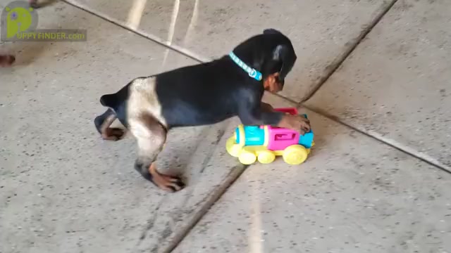 Video preview image #1 Doberman Pinscher Puppy For Sale in RIVERSIDE, CA, USA