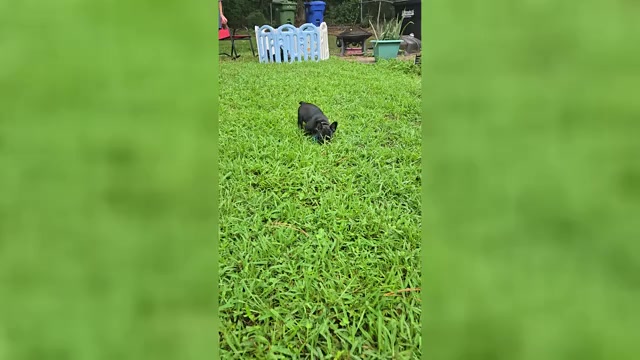 Video preview image #1 French Bulldog Puppy For Sale in COLUMBUS, GA, USA