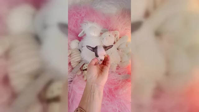 Video preview image #2 Chihuahua Puppy For Sale in MIAMI, FL, USA