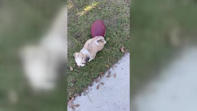 Video preview image #6 Lhasa Apso Puppy For Sale in GIBSONTON, FL, USA