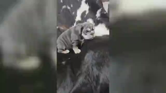 Video preview image #1 English Bulldog Puppy For Sale in ARGYLE, TX, USA