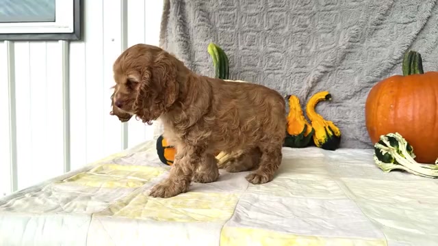 Video preview image #3 Cocker Spaniel Puppy For Sale in WAKARUSA, IN, USA