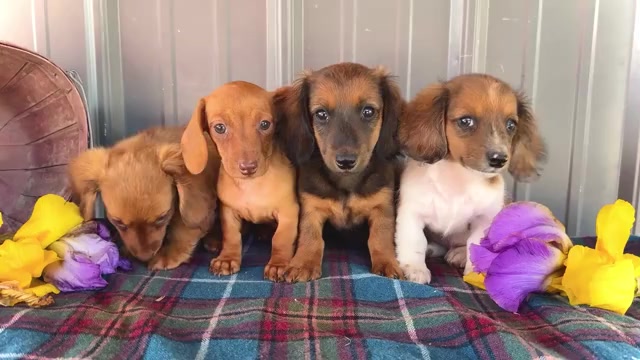 Video preview image #3 Dachshund Puppy For Sale in WAKARUSA, IN, USA