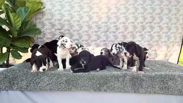 Video preview image #1 Great Dane Puppy For Sale in WAKARUSA, IN, USA