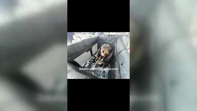 Video preview image #1  Breeder Profile in WAXAHACHIE, TX, USA