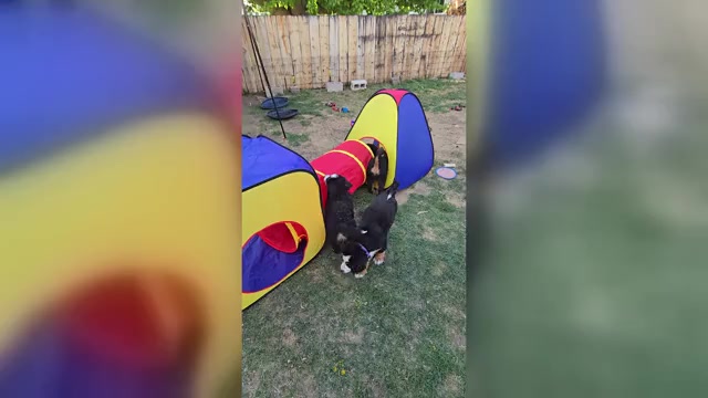 Video preview image #15  Breeder Profile in SALMON, ID, USA