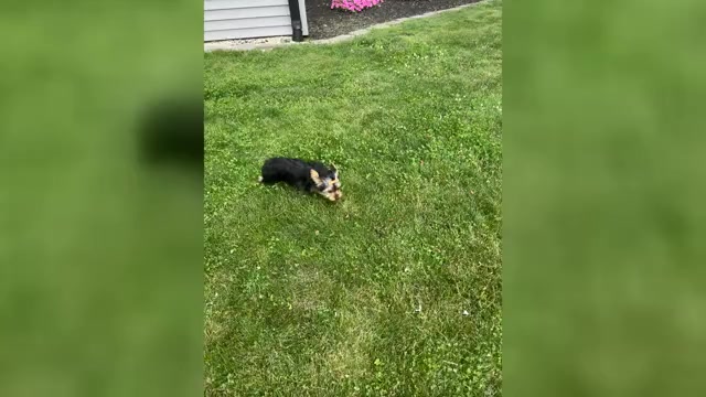 Video preview image #1 Yorkshire Terrier Puppy For Sale in NAPPANEE, IN, USA