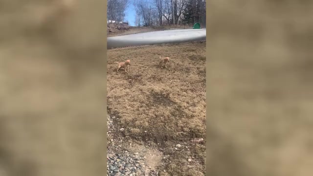 Video preview image #2 Labrador Retriever Puppy For Sale in GRAND RAPIDS, MN, USA